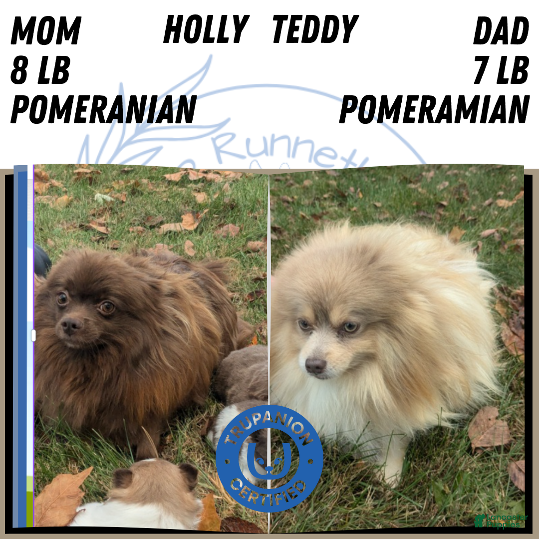 Pomeranian dogs for sale: Yeti  - Ad 9