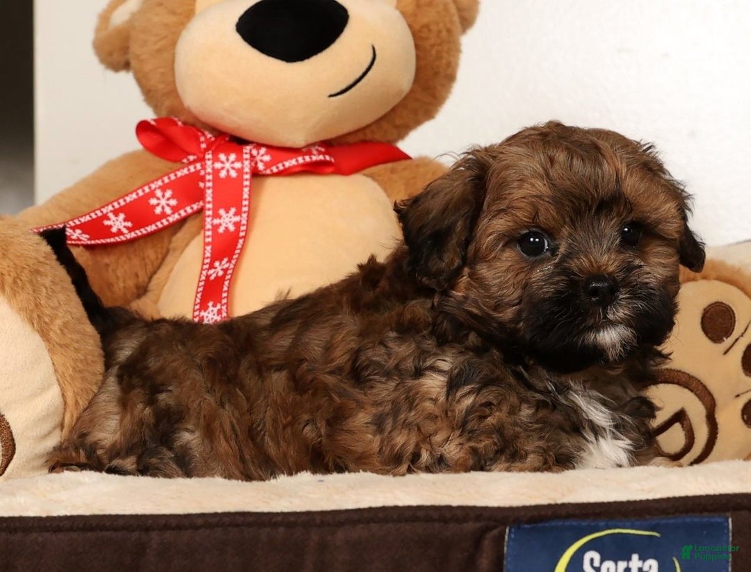 Shihpoo dogs for sale: Bear - Ad 5
