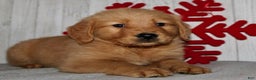 Golden Retriever dogs for sale: Peter - Ad 2