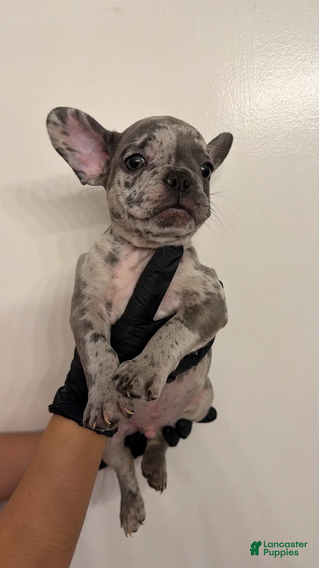 French Bulldog dogs for sale: French Bulldog 1 - Ad 1