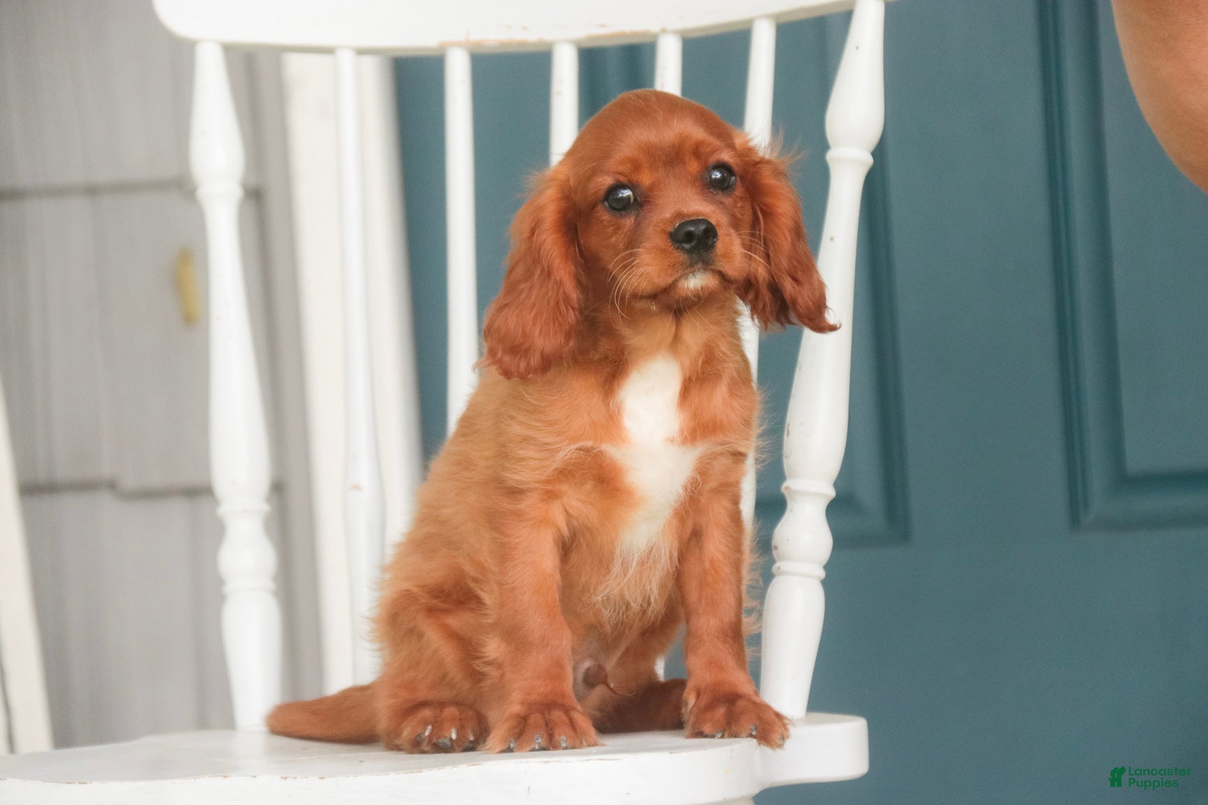 Cavalier King Charles Spaniel dogs Grady Cavalier King Charles Spaniel  - Ad 2
