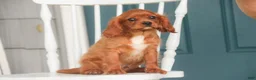 Cavalier King Charles Spaniel dogs for sale: Grady Cavalier King Charles Spaniel  - Ad 2