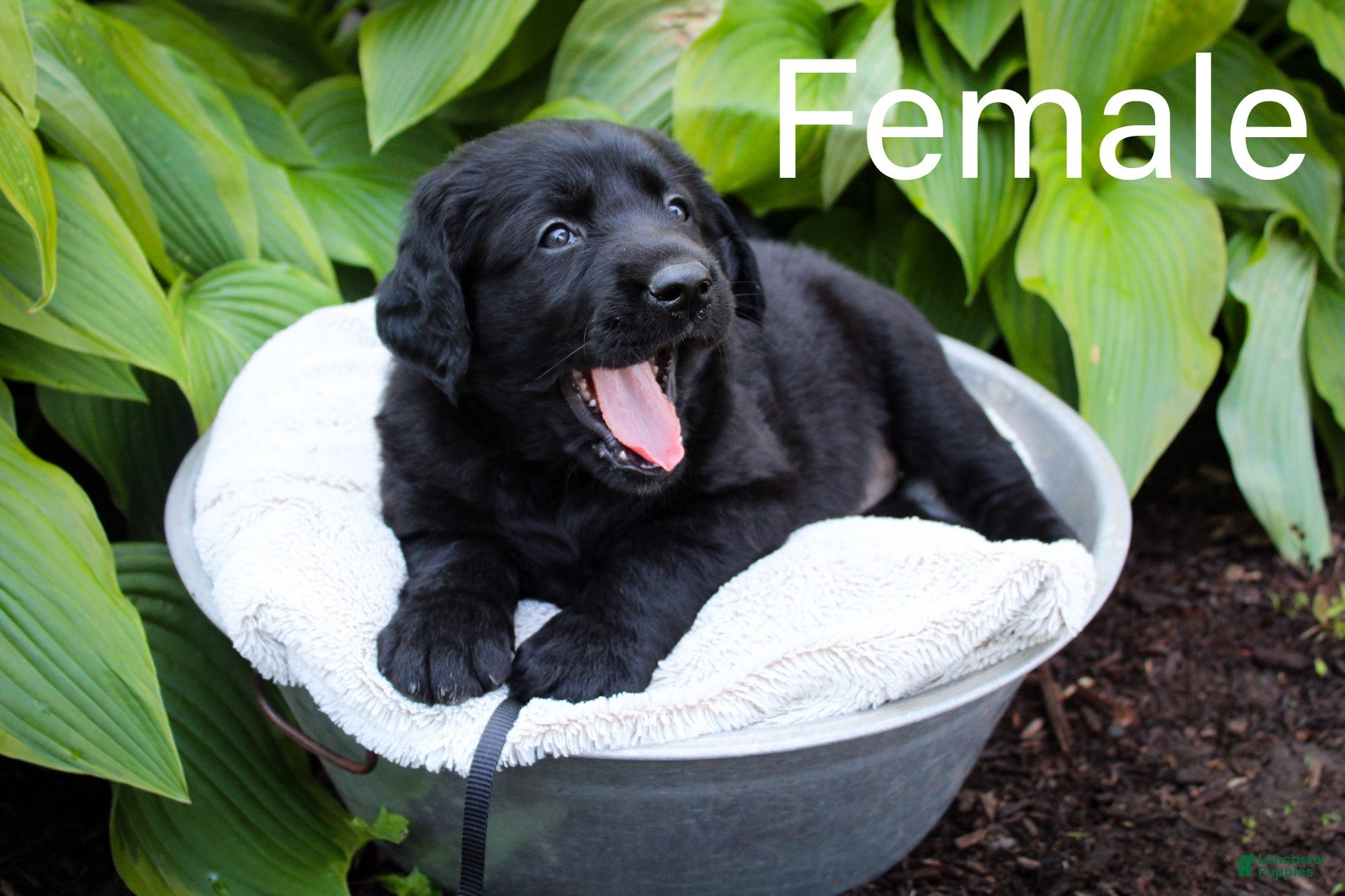 Puppy black