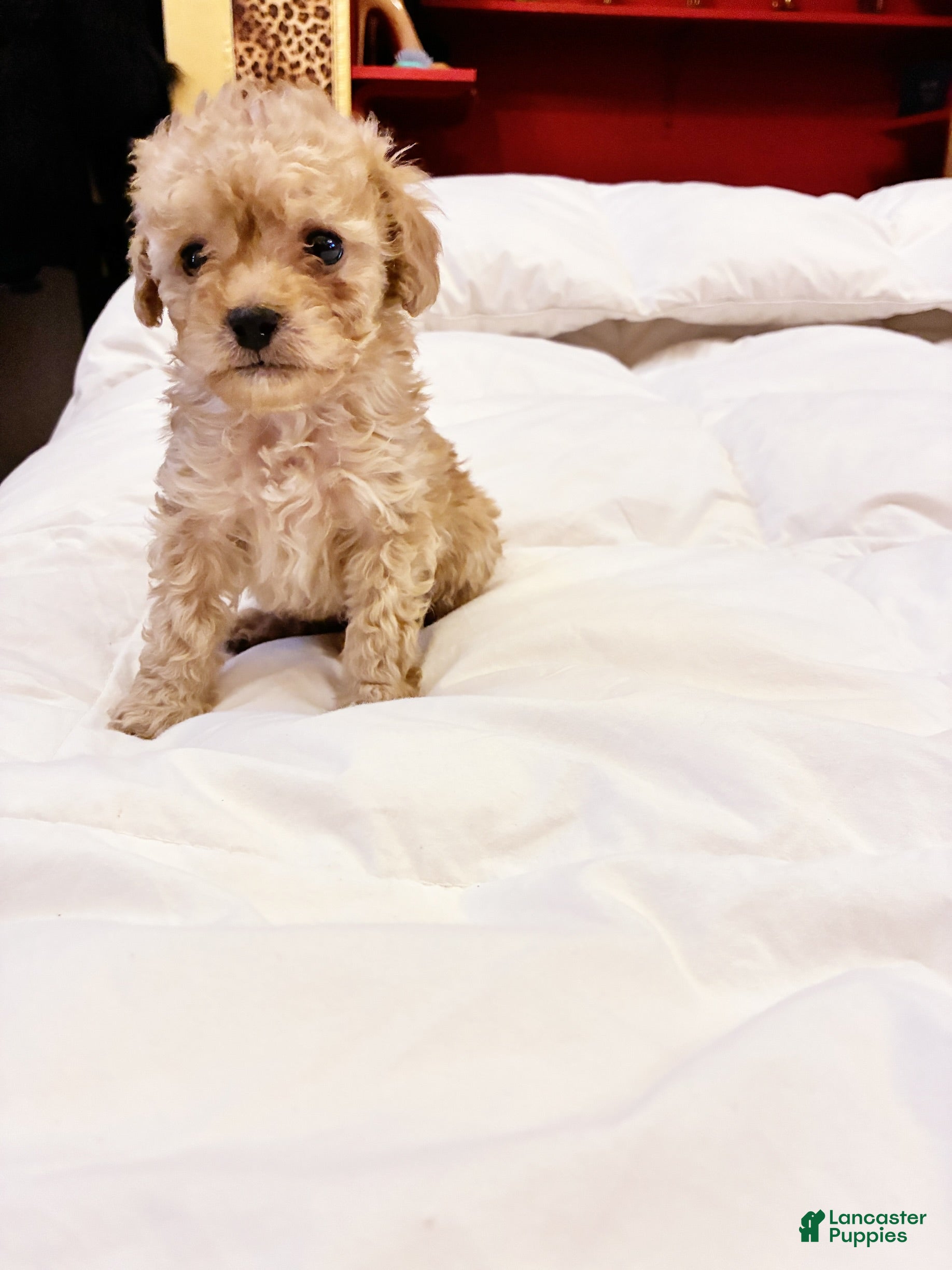 Toy Poodle dogs Apollodorus Tut ,  Toy Poodle Puppy - Ad 6