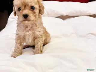 Toy Poodle dogs Apollodorus Tut , Toy Poodle Puppy - Ad 6