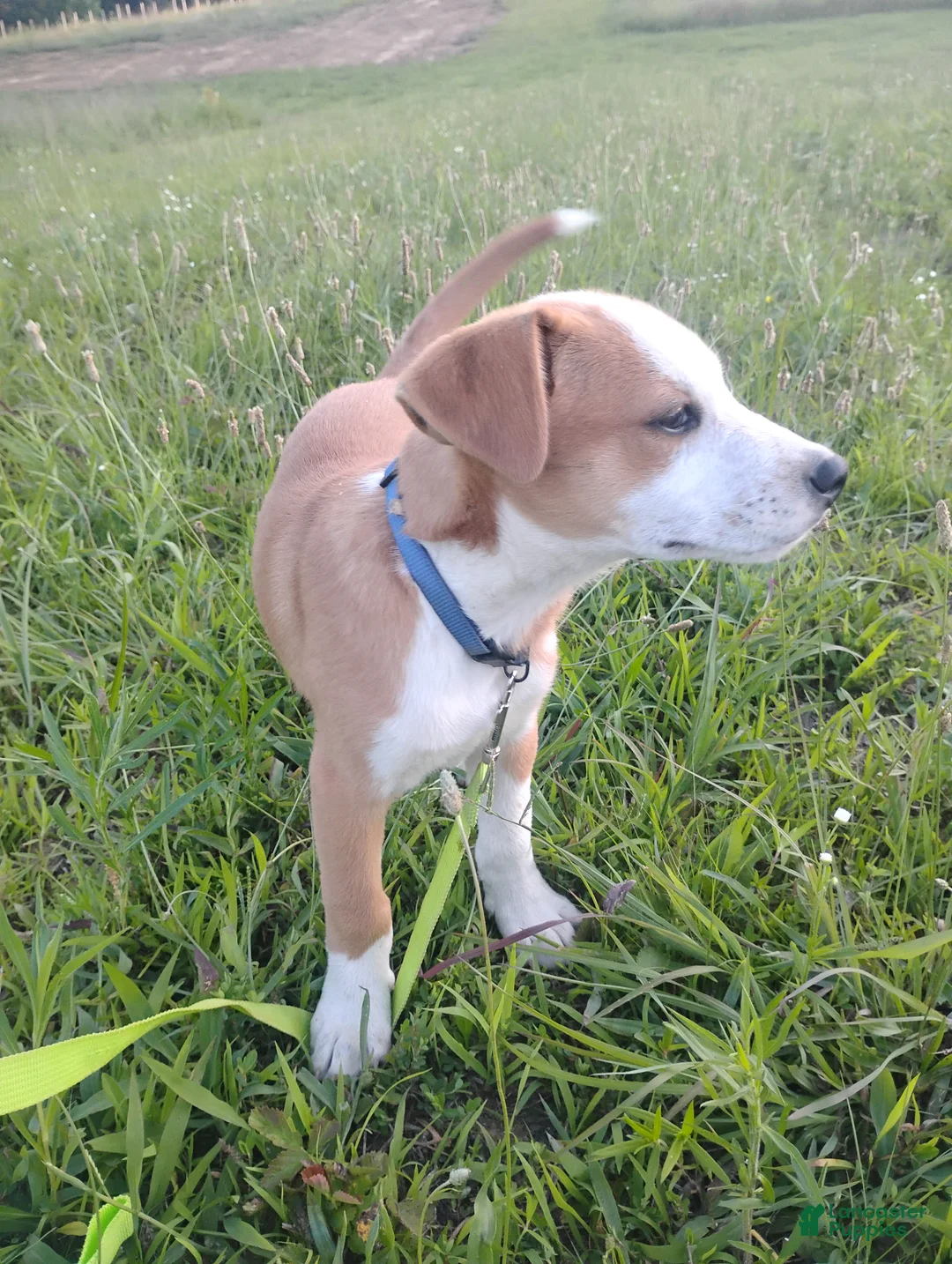 Mixed Breed dogs for sale: Delta - Ad 2