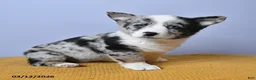 Welsh Corgi Pembroke dogs for sale: Rain - Ad 2
