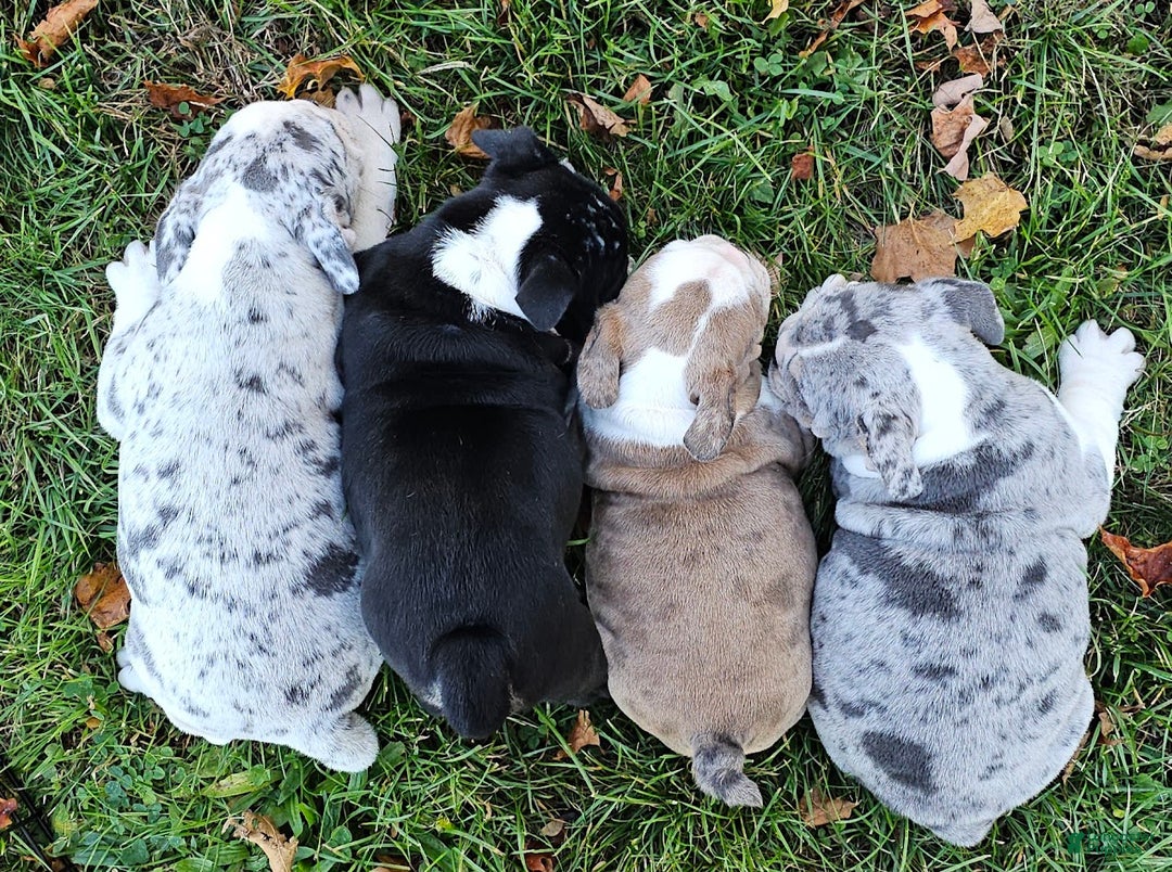 Mixed Breed dogs for sale: MOON STAR -MINI - Ad 11