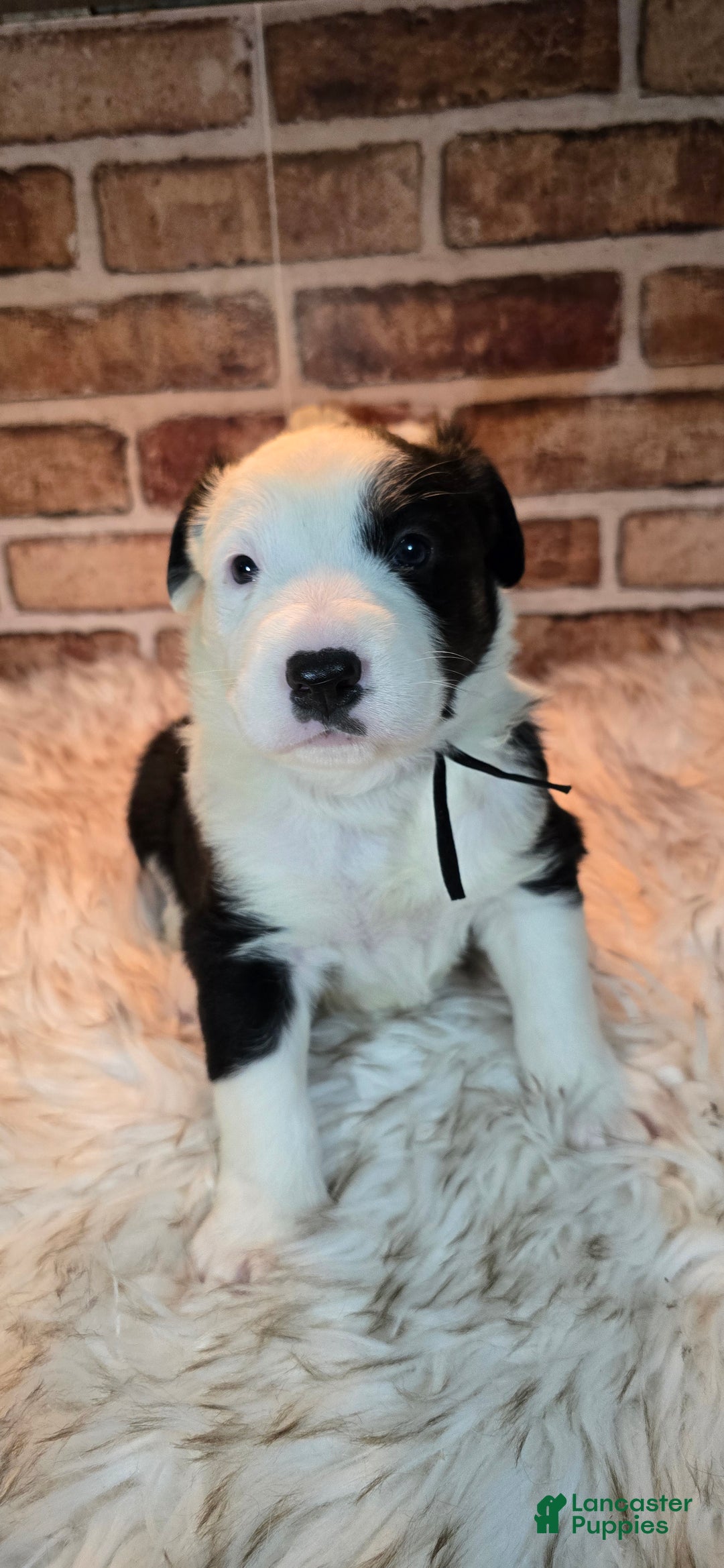 Mixed Breed dogs for sale: Milo - Ad 16