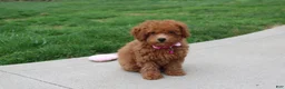 Bichpoo dogs for sale: Trixie - Ad 7
