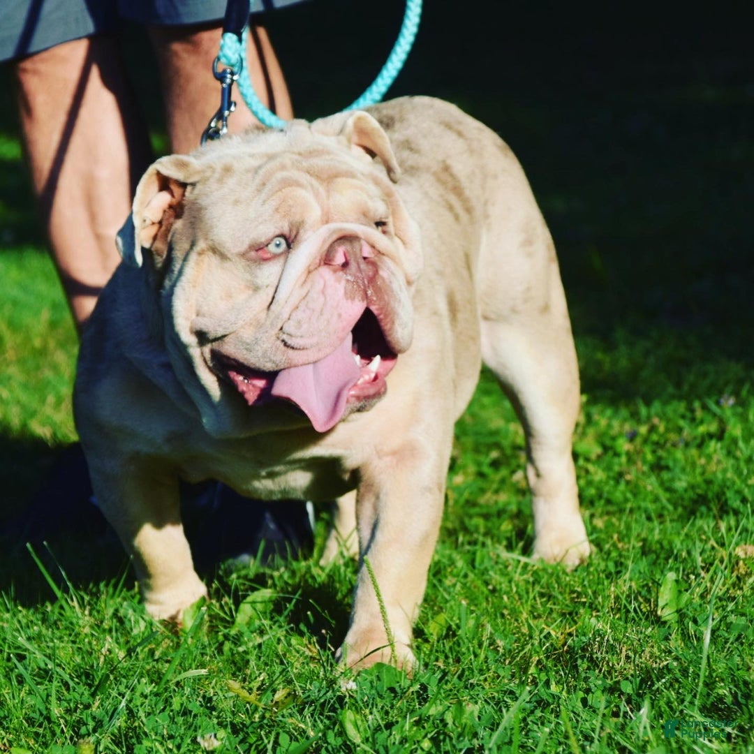 Old English Sheepdog dogs for stud: Skydrives Yoshi - Image 14