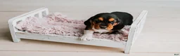 Basset Hound dogs for sale: Kimmie - Ad 8