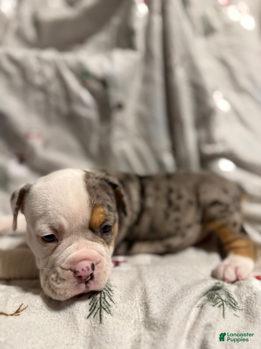 Olde English Bulldogge dogs for sale: Alexandria - Ad 8