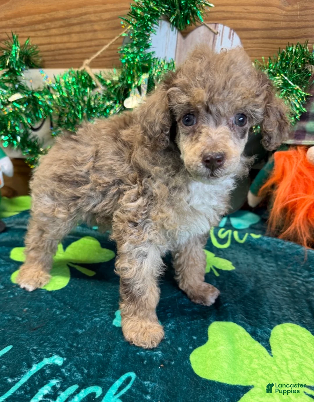 Miniature Poodle dogs for sale: Snickers - Ad 2