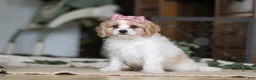 Cavapoo dogs for sale: Robin - Ad 6