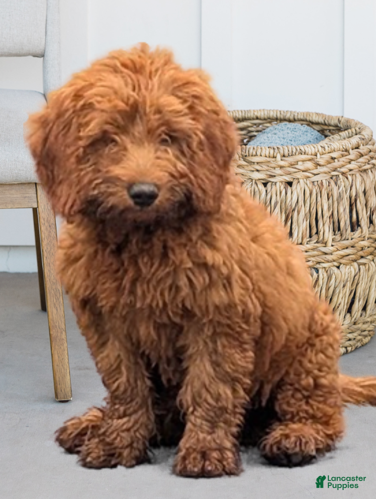 Miniature Labradoodle dogs for sale: Brady - Ad 2