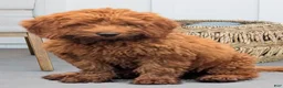 Miniature Labradoodle dogs for sale: Brady - Ad 1