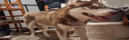 Siberian Husky dogs for sale: Siberian Husky 1 - Ad 7