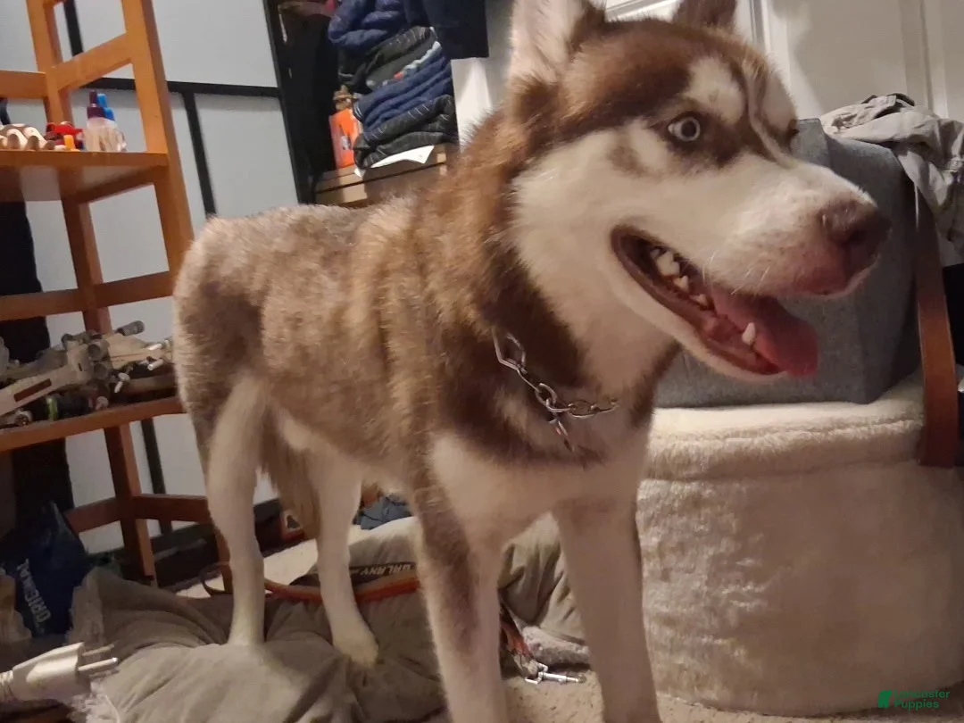 Siberian Husky dogs for sale: Siberian Husky 1 - Ad 7