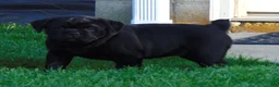 Mixed Breed dogs for sale: Roxy  - Ad 3
