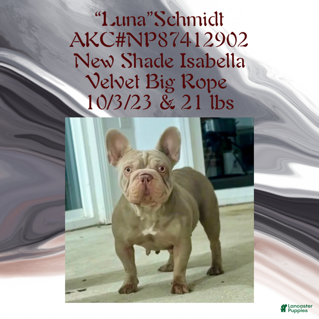 French Bulldog dogs for sale: Avi (m: Light) - Ad 6