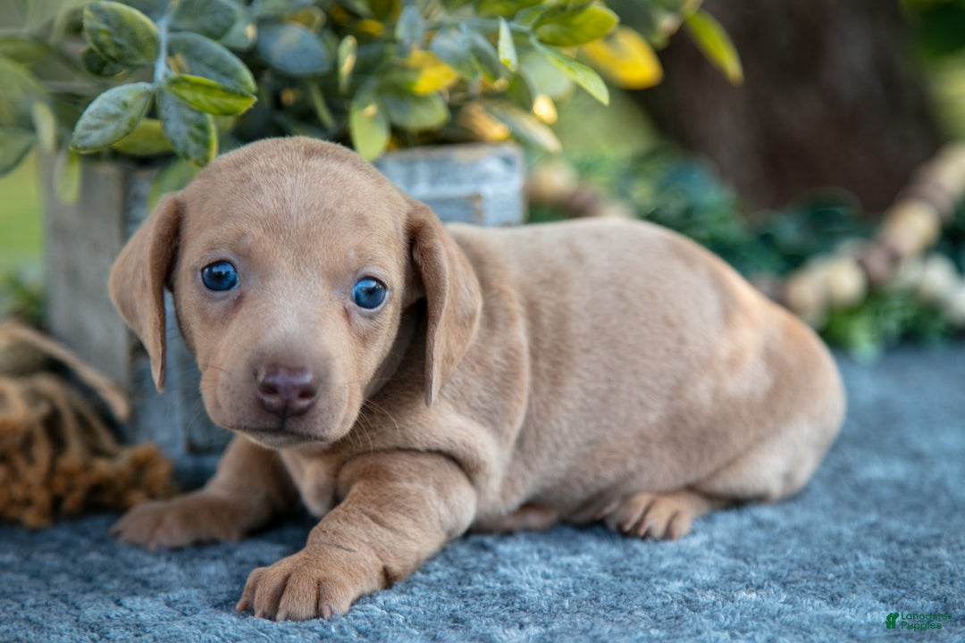 Miniature Dachshund dogs for sale: Bess - Ad 3