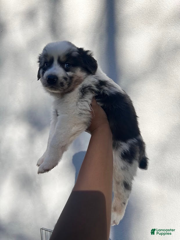 Australian Shepherd dogs Violet - Ad 13