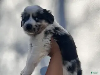 Australian Shepherd dogs Violet - Ad 13