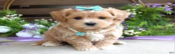 Maltipoo dogs for sale: Bella - Ad 1