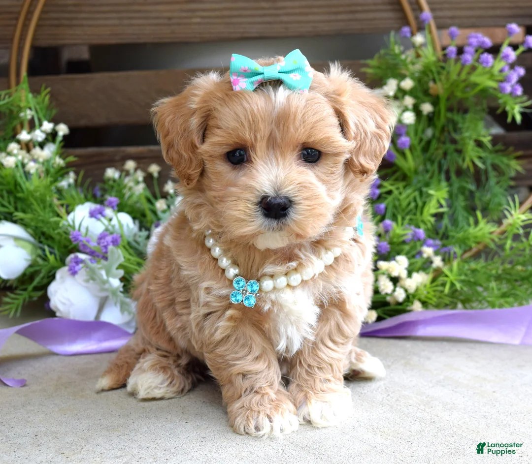 Maltipoo dogs for sale: Bella - Ad 1