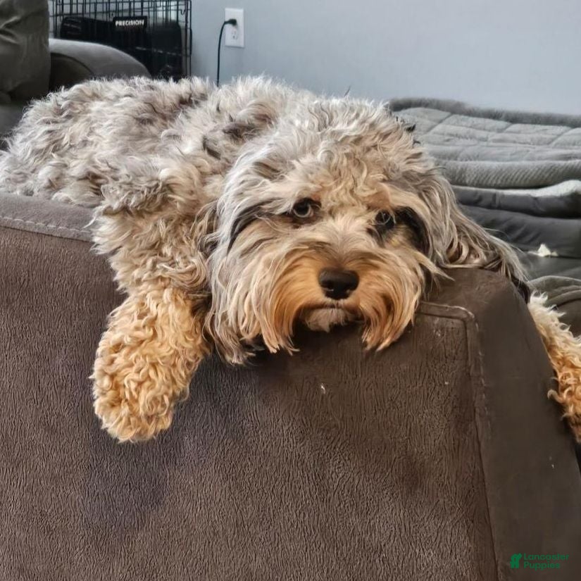 Cockapoo dogs Blue - Ad 2