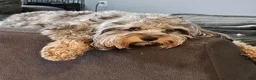 Cockapoo dogs for sale: Gouda - Ad 2