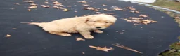 Golden Retriever dogs for sale: Max - Ad 5