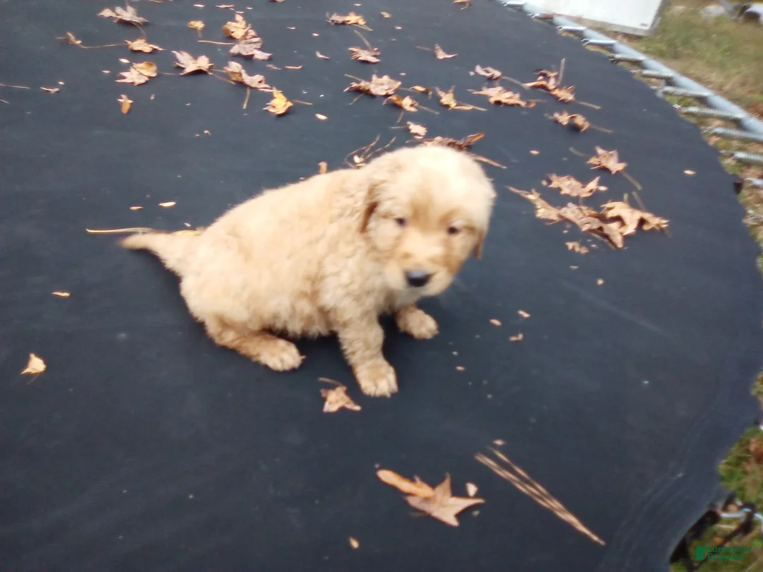 Golden Retriever dogs for sale: Max - Ad 5