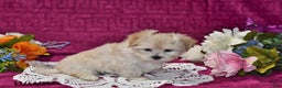 Maltipoo dogs for sale: Lily - Ad 4