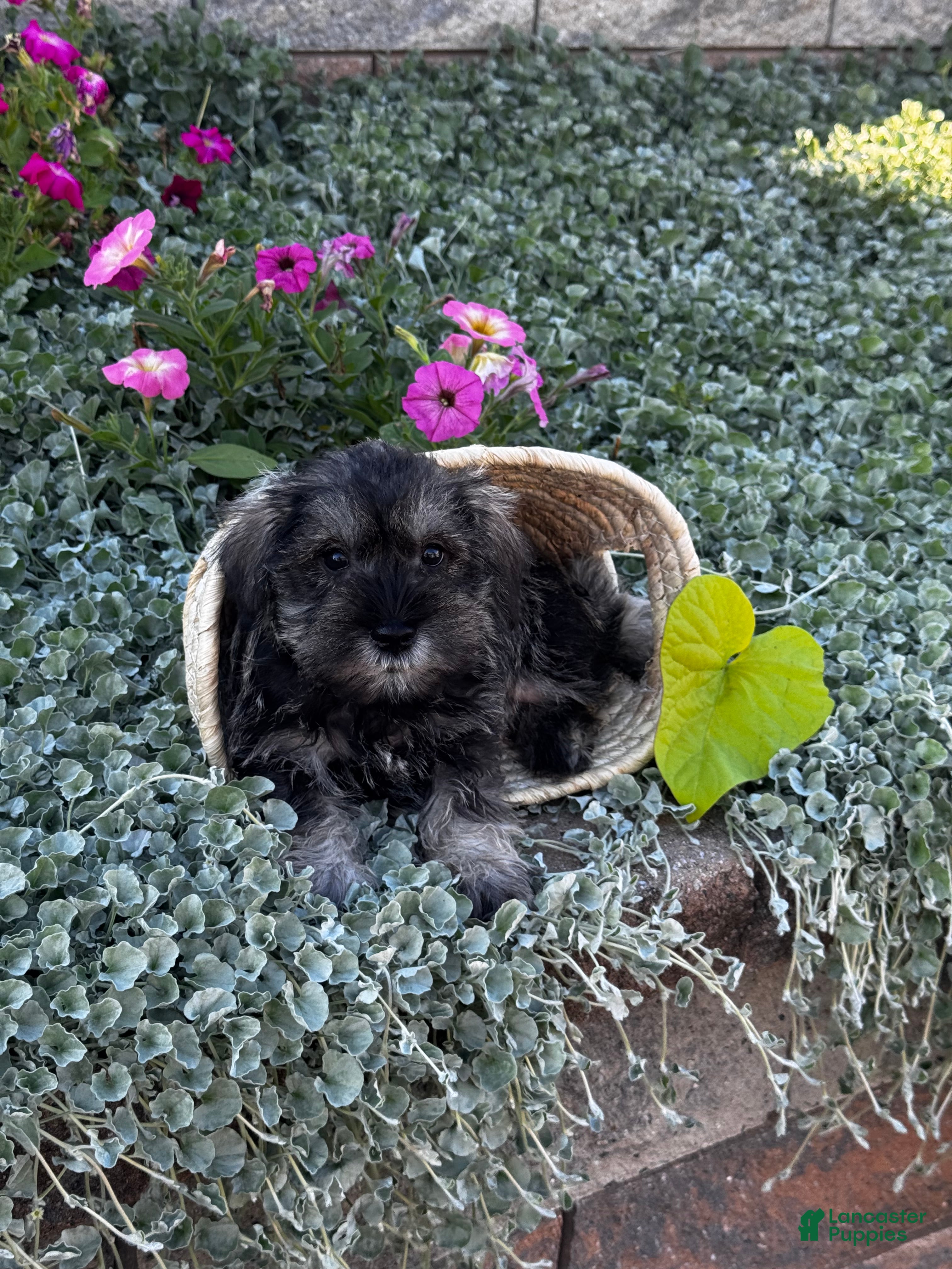 Miniature Schnauzer dogs Kobe  - Ad 42