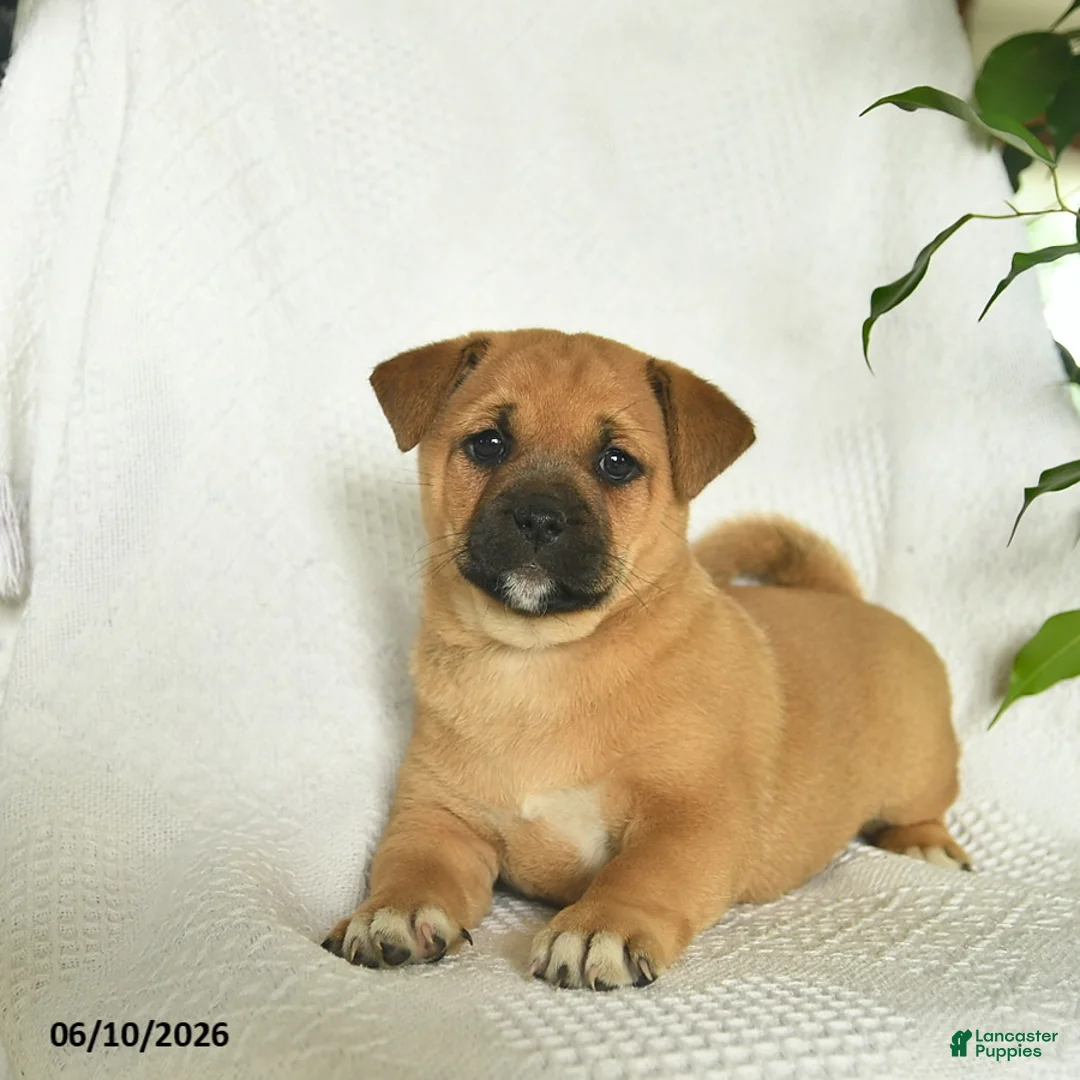 Shiba Inu dogs for sale: Rain  - Ad 2