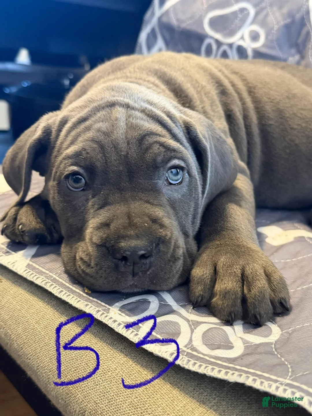 Cane Corso dogs for sale: B1 - Ad 1