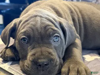 Cane Corso dogs B1 - Ad 38