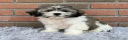 Teddy Bear dogs for sale: Lucky - Ad 3