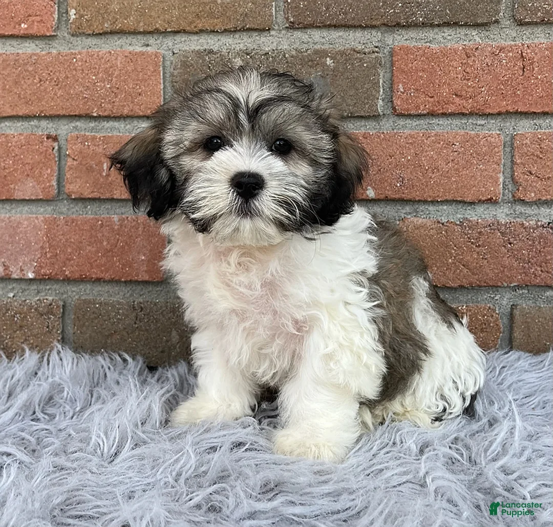 Teddy Bear dogs for sale: Lucky - Ad 3