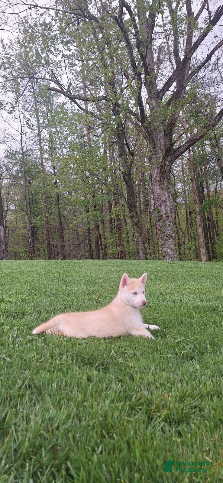 Gerberian Shepsky dogs Daisy - Ad 2
