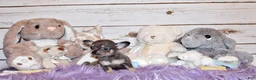 Chihuahua dogs for sale: Zazu - Ad 4