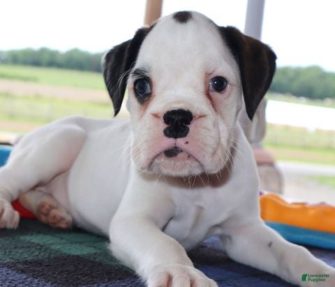 Boxer dogs Cassy - Champ lines - Ad 2