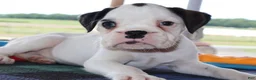 Boxer dogs for sale: Cassy - Champ lines - Ad 2