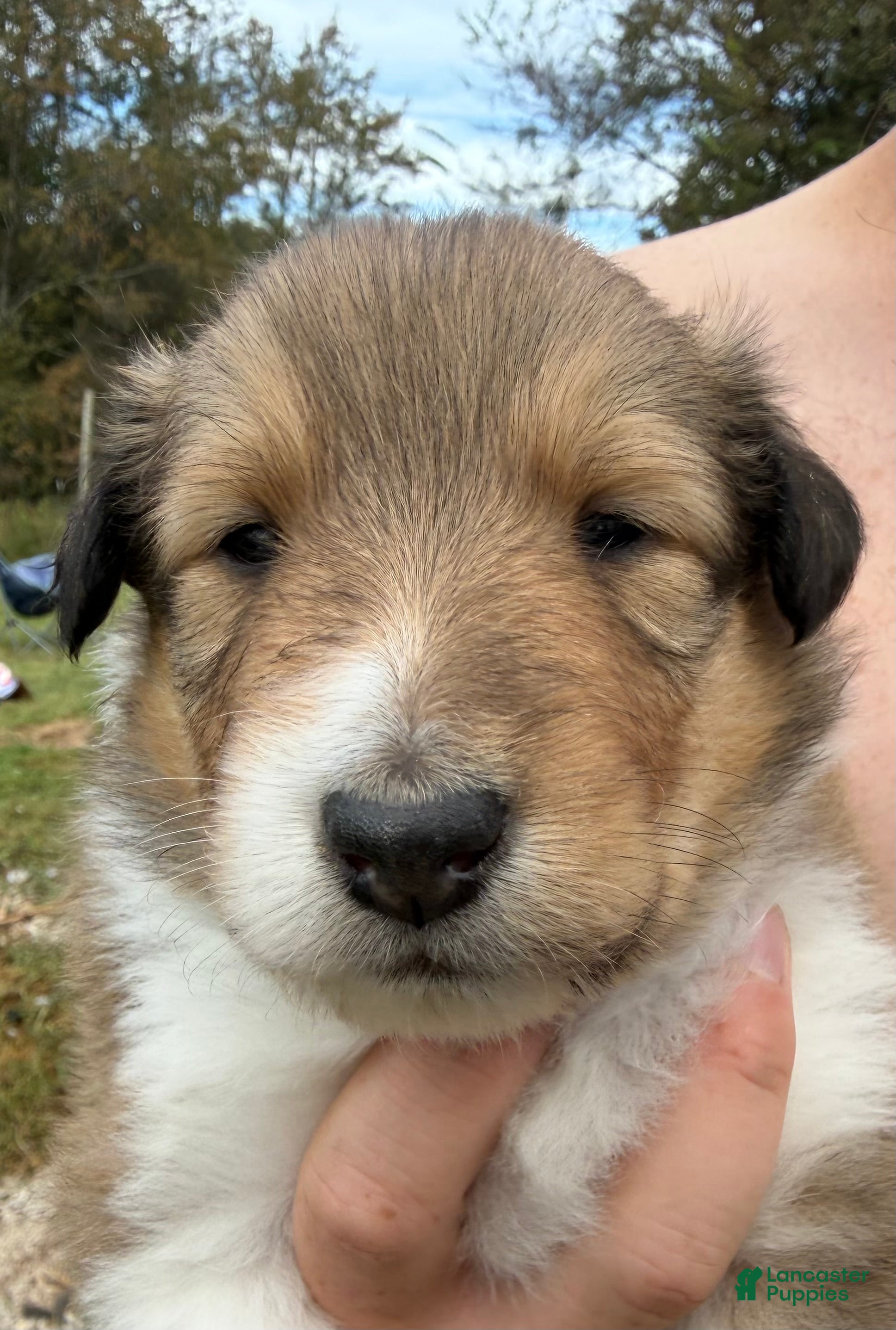 Jolene (Collie, Female) in Upton, KY