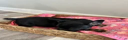 French Bulldog dogs for sale: Raquel - Ad 6