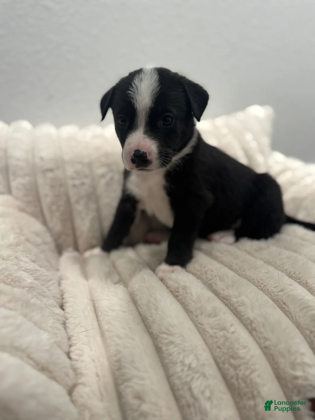 Mixed Breed dogs for sale: Reyne  - Ad 2