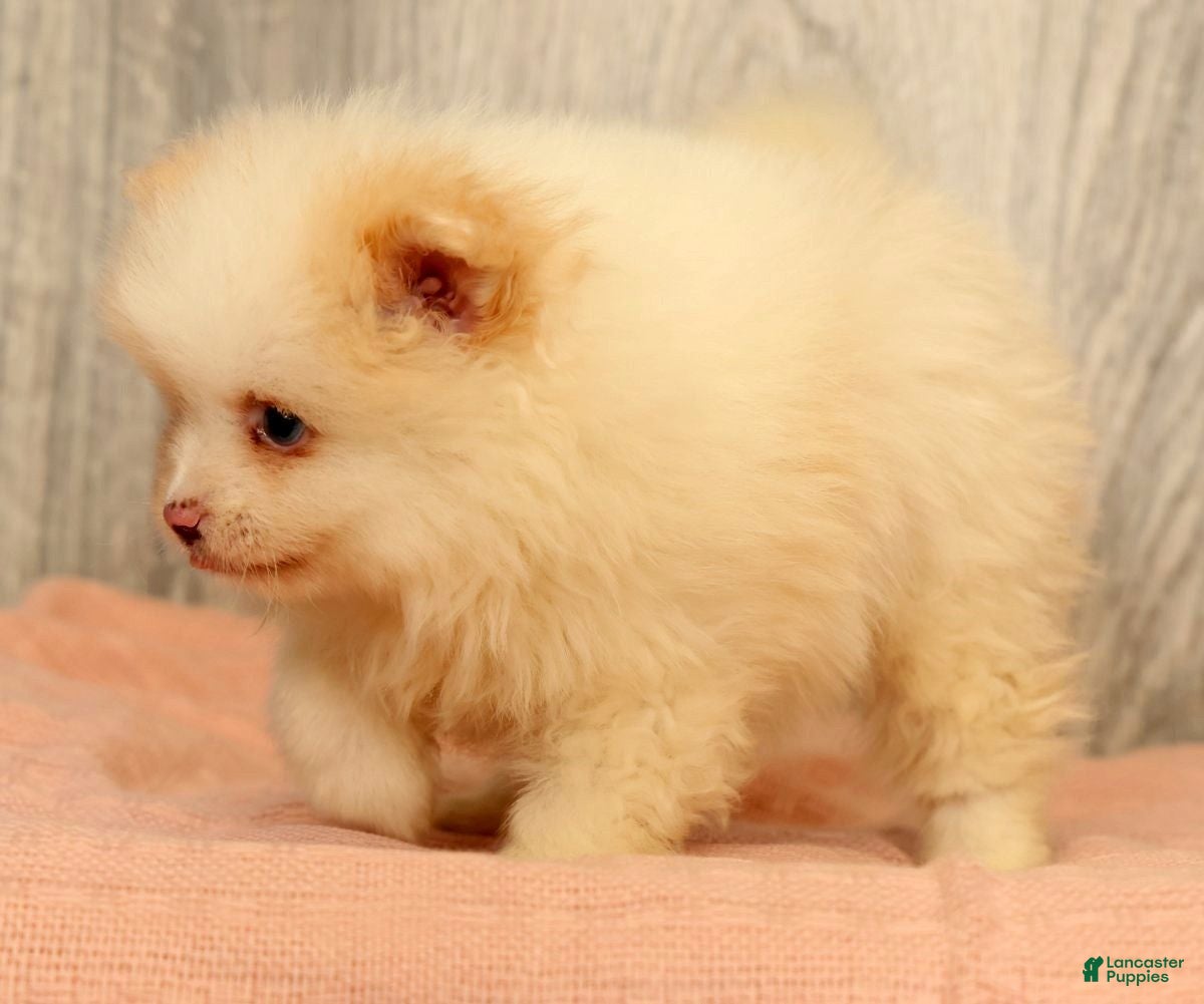 Pomeranian dogs for sale: Petunia - Ad 4