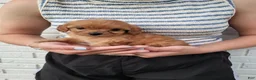 Cavapoo dogs for sale: Kiki - Ad 1
